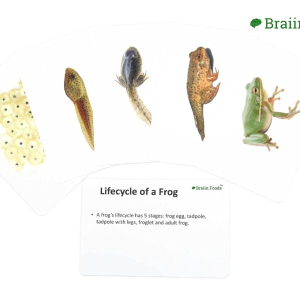 Braiin Foods 5 Life Cycle Flash Card|6*9 inches|Homeschooling